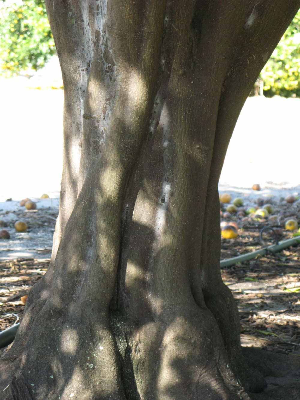              Bark (Winter Haven, FL)       